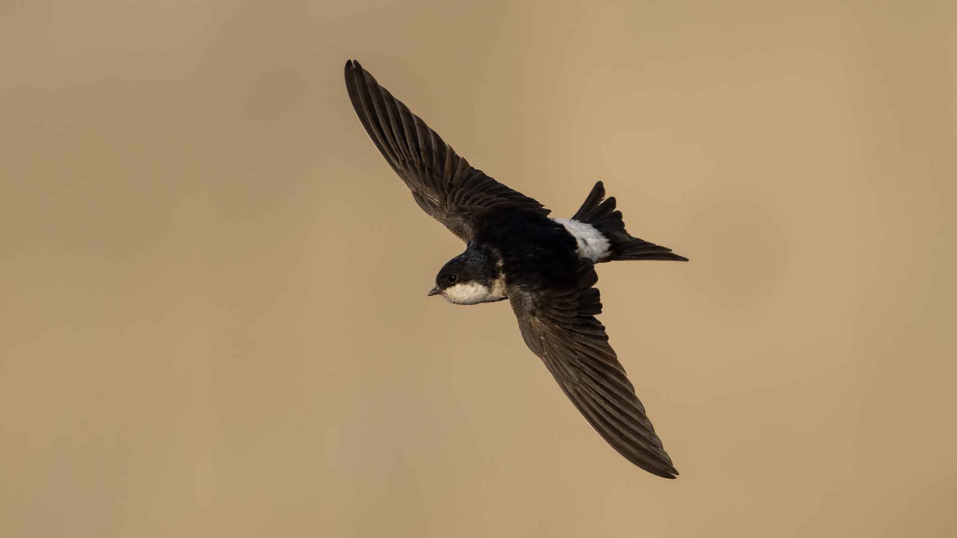 Common House-Martin